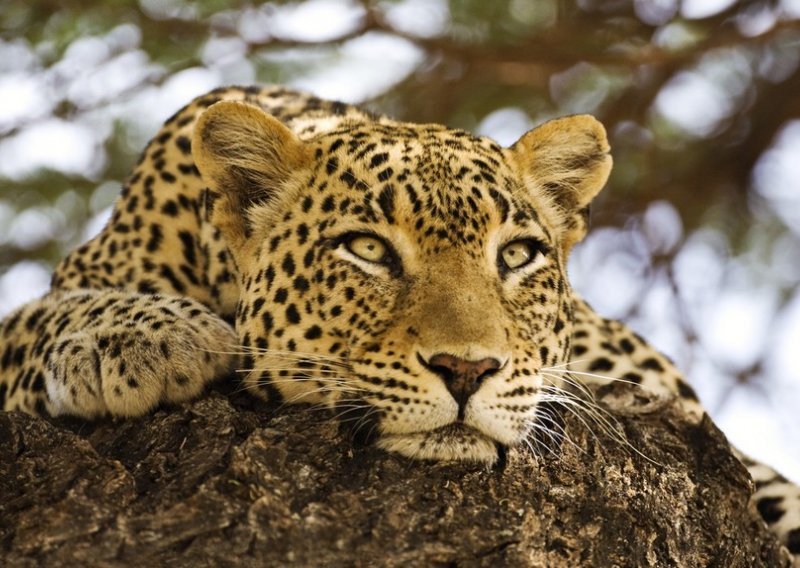 Otkrivena tajna leopardovih pjega