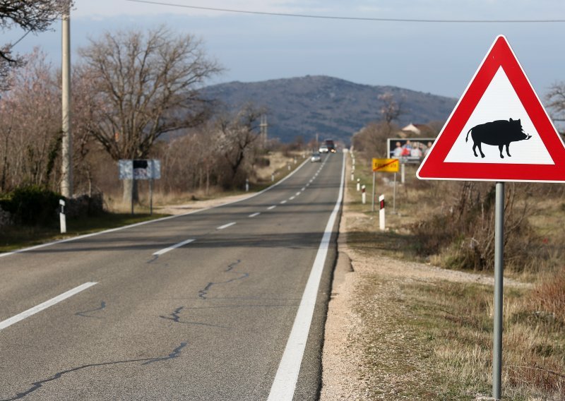 Vozači, oprez! Tijekom vikenda šest auta naletjelo na divljač na istarskim cestama