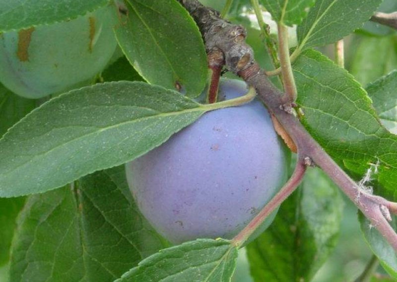 AZTN češlja otkupljivača šljiva Moslavina voće