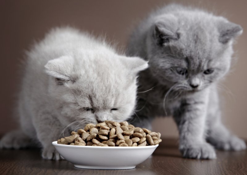 Kako odabrati suhu hranu za mačku