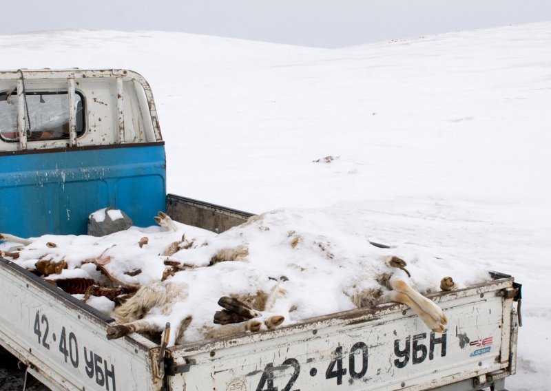 Dva milijuna uginulih životinja zbog ekstremne zime u Mongoliji