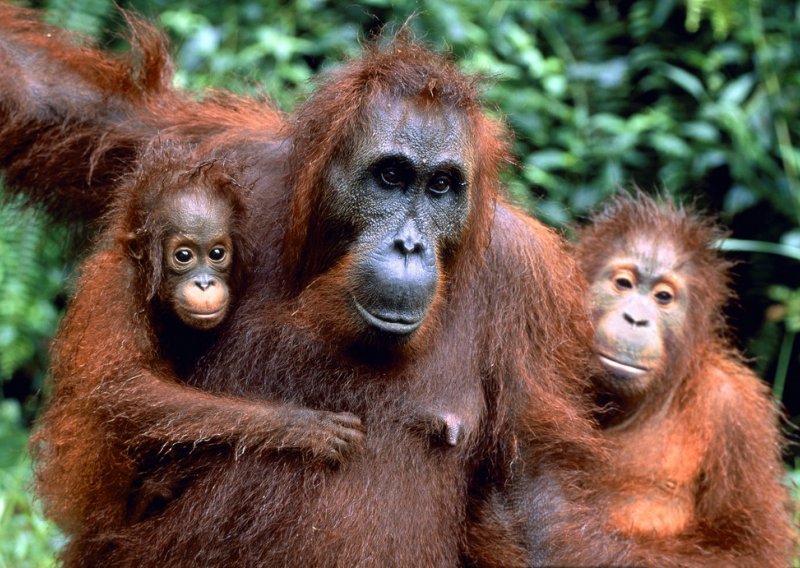 Orangutani se oženili na Valentinovo