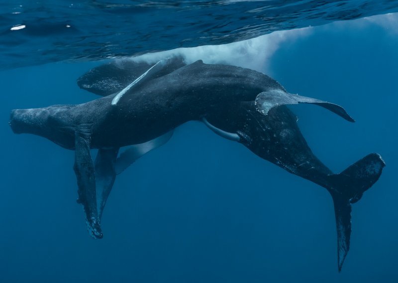 Sada imamo i dokaz: Seks među kitovima može biti istospolni