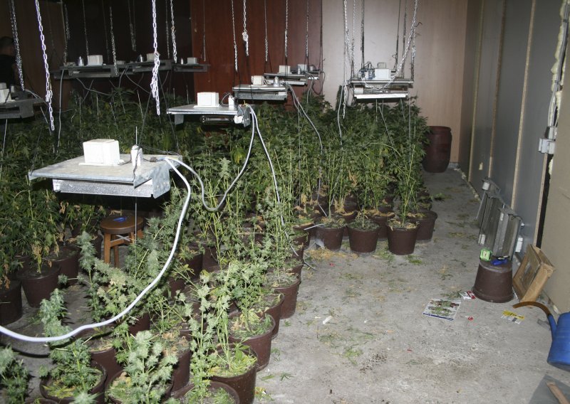 Uzgajao marihuanu u tajnom laboratoriju