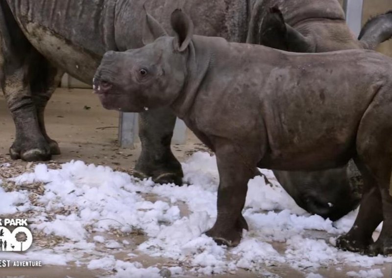 Prvi susret nosoroga sa snijegom je neodoljiv