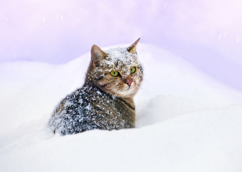 Mačke i snijeg - što trebate znati?