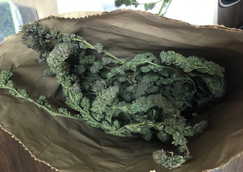 U Omišu zaplijenjeno 6,5 kg marihuane i oprema za uzgoj