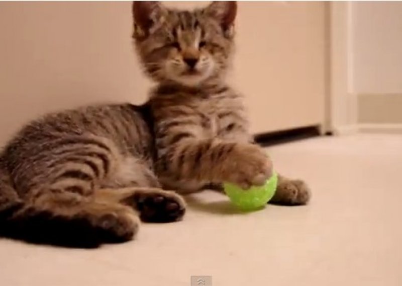 Slijepa maca uživa u prvim igračkama