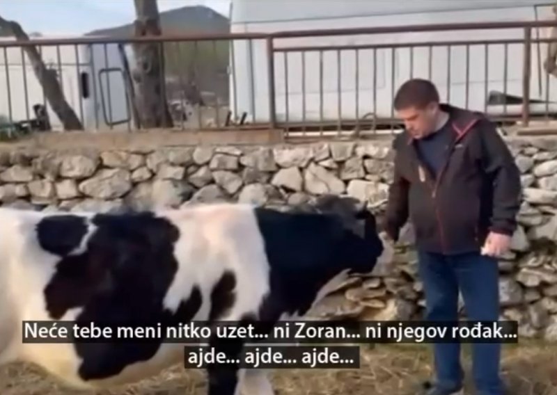Butković objavio video s kravom: 'Neće tebe meni nitko uzet', ni Zoran ni njegov rođak'