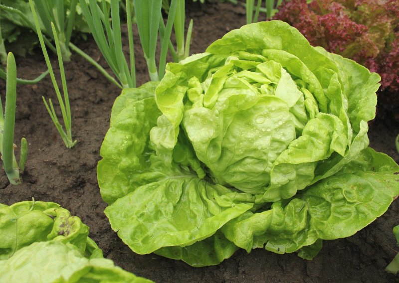 Skoro 390 kila salate u Zagrebu imalo previše pesticida: Analiza je nije uhvatila na vrijeme