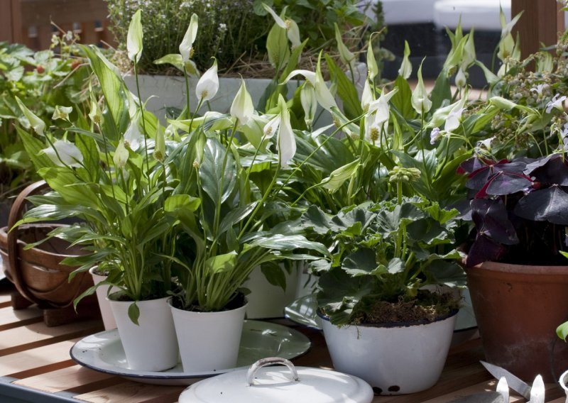 Riješite se toksina iz zraka: Ove predivne biljke dodatak su domu koji svi trebamo