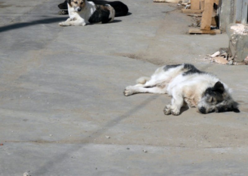 Psi lutalice 'teroriziraju' građane Sofije