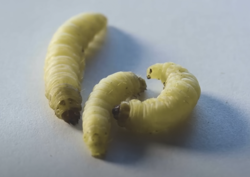 Biologinja slučajno otkrila da ovi crvići jedu i razgrađuju plastiku: Evo snimke