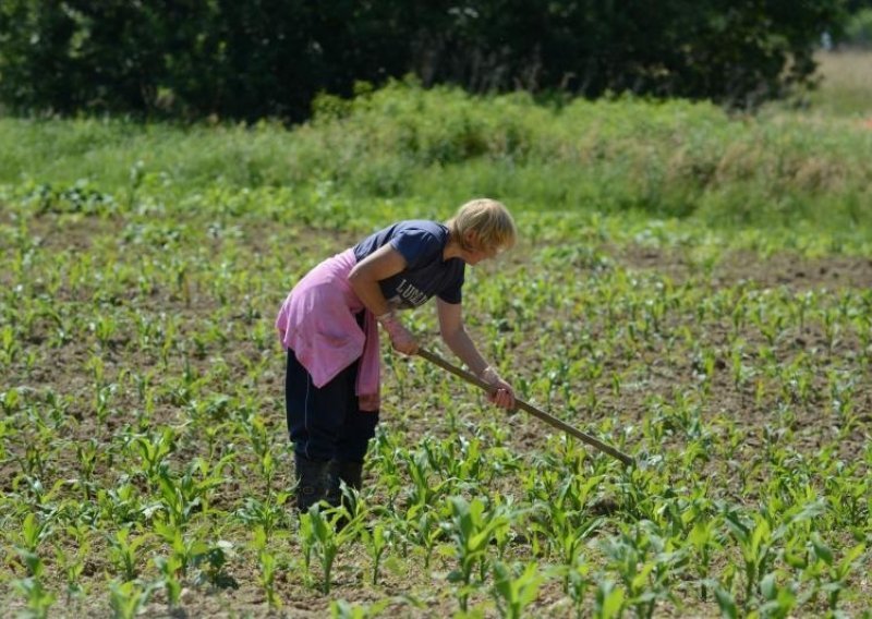 Minimalac za poljoprivredne sezonce manji od najniže plaće u zemlji