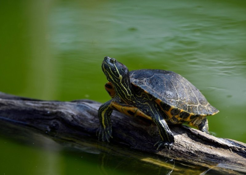 Uhvaćene invazivne crvenouhe kornjače udomljene u zagrebačkom ZOO-u
