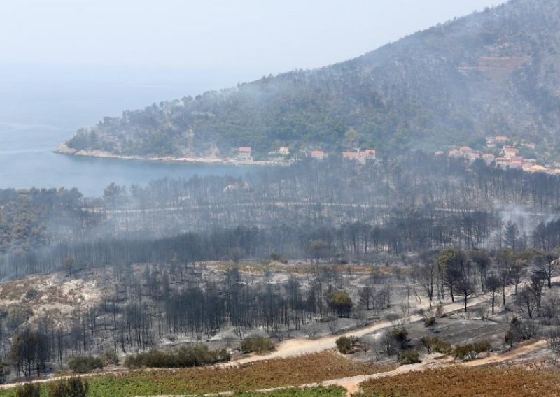 Velika šteta na Pelješcu, stradali i Grgićevi vinogradi