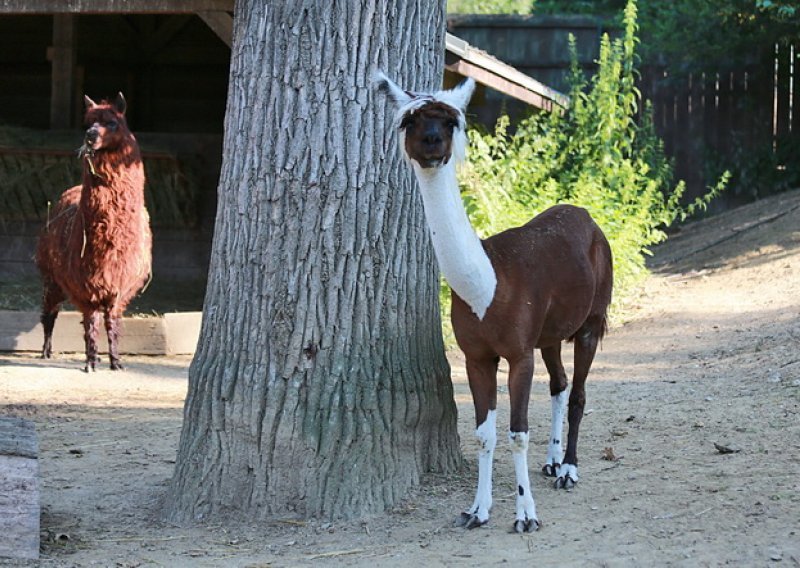 Pogledajte nove stanare zagrebačkog ZOO-a!