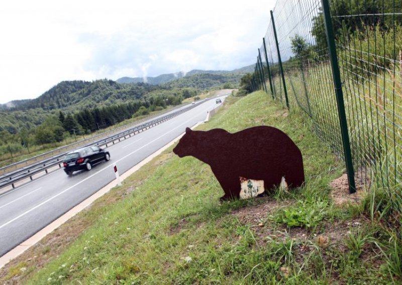Medvjed istrčao pred automobil i stradao