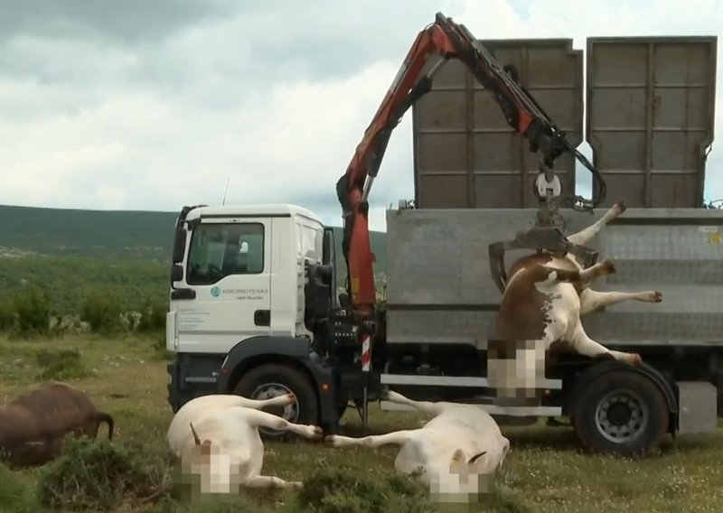 Bizarna nesreća u Zagori: Dalekovod pao na krave i usmrtio ih