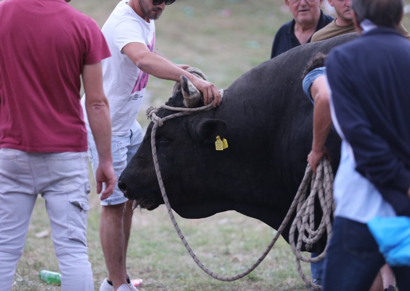 Užas na Bikijadi u Radošiću: Bik se otrgnuo i ozlijedio muškarca