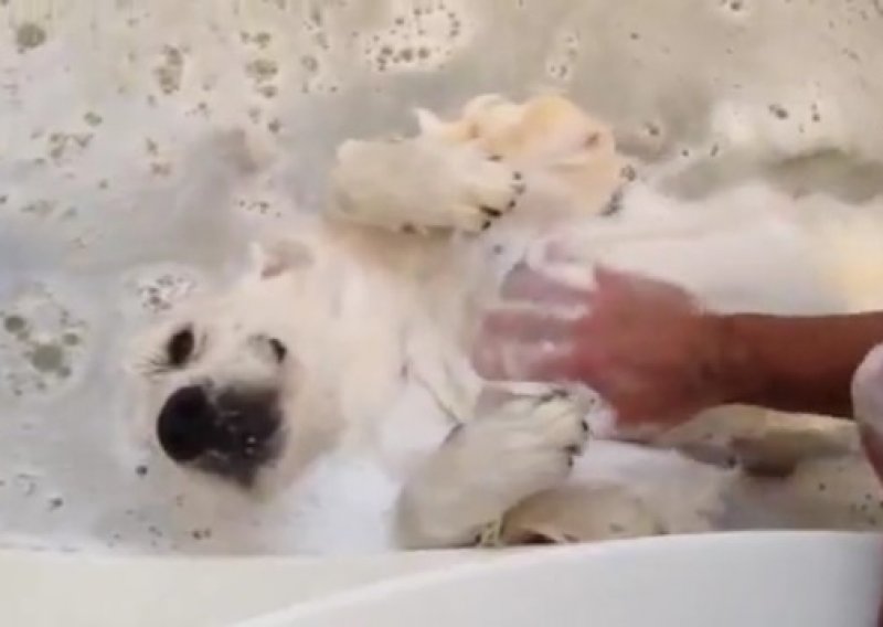 Upoznajte Caspera – psa koji se obožava kupati