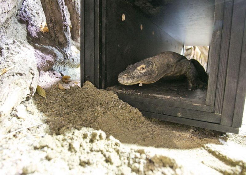 Prvi pravi zmaj stigao u zagrebački ZOO