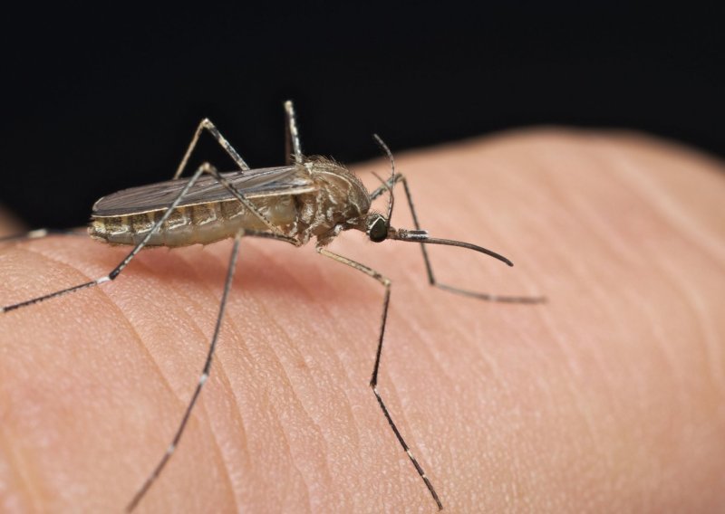 Virus Zapadnog Nila u Hrvatskoj: Dvoje završilo u bolnici, sumnja se da su zaraženi deseci