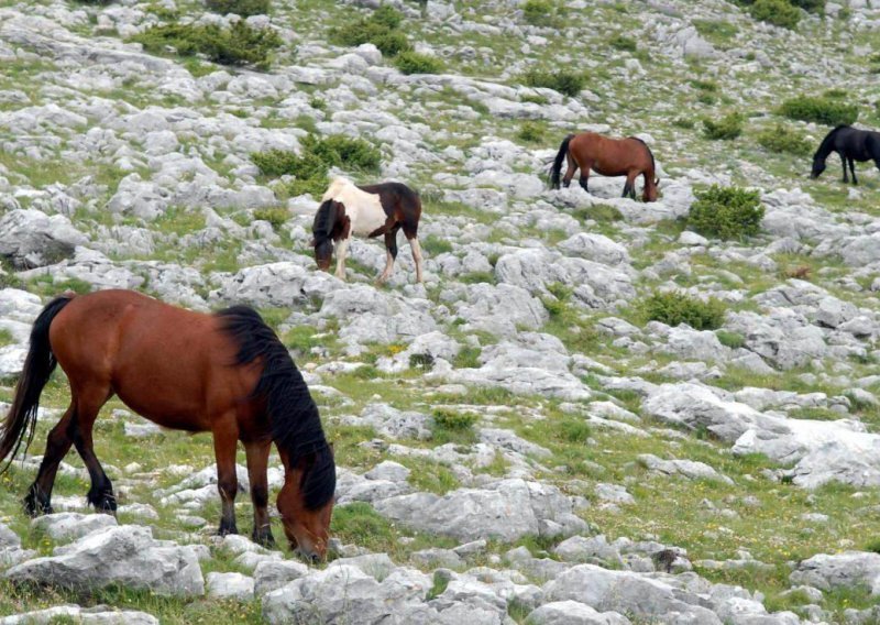 UNESCO uvrstio nijemo kolo i bećarac u svjetsku baštinu