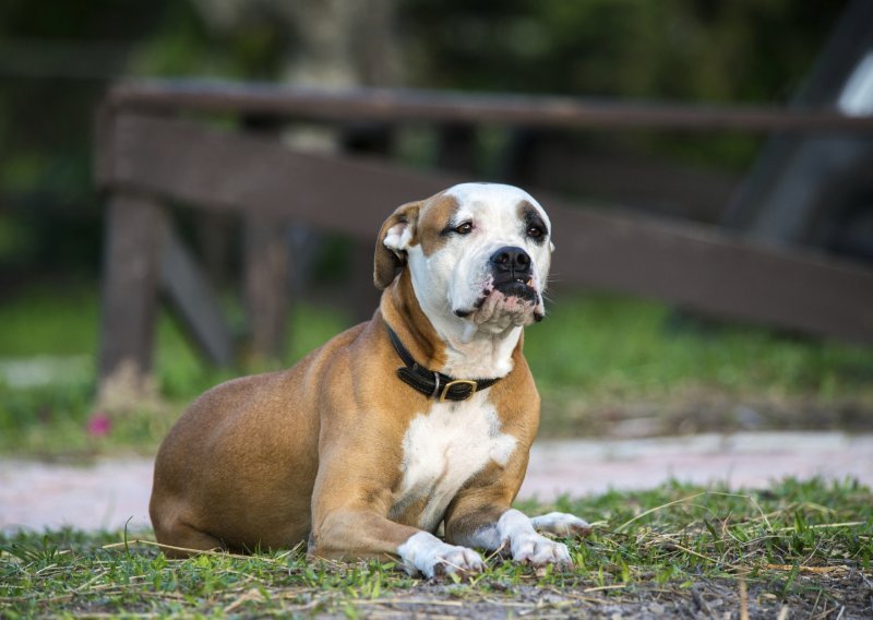 Američki buldog preskočio ogradu te izgrizao dijete