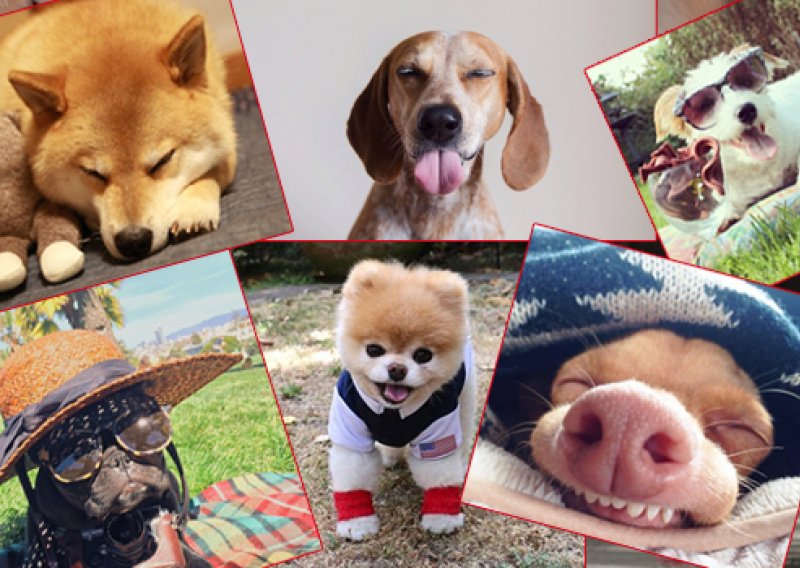 10 najpopularnijih pasa na Instagramu