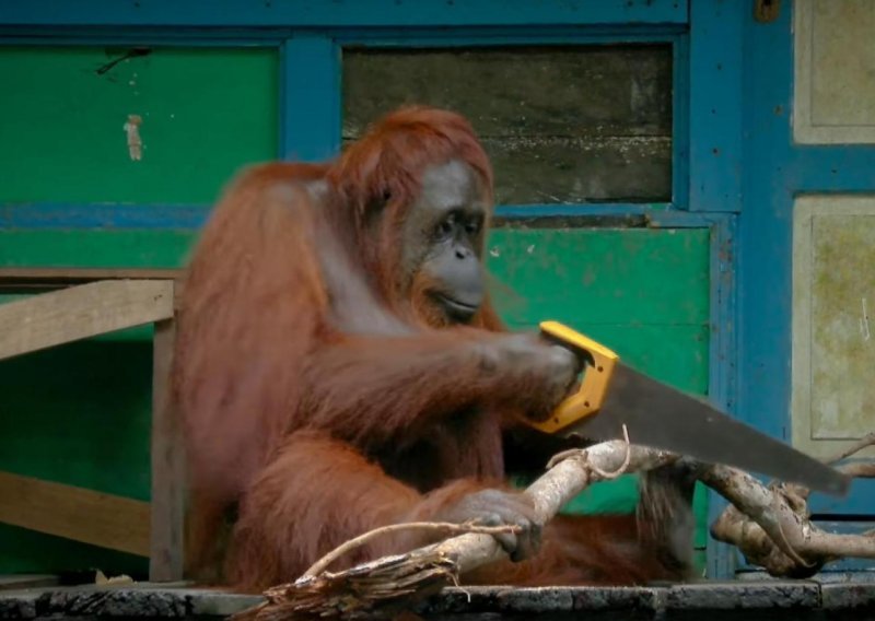 Divlji orangutan sam naučio koristiti pilu?