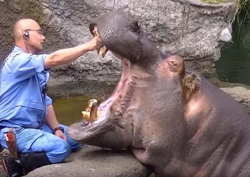 Zašto zubari u ZOO-u imaju živce od čelika?