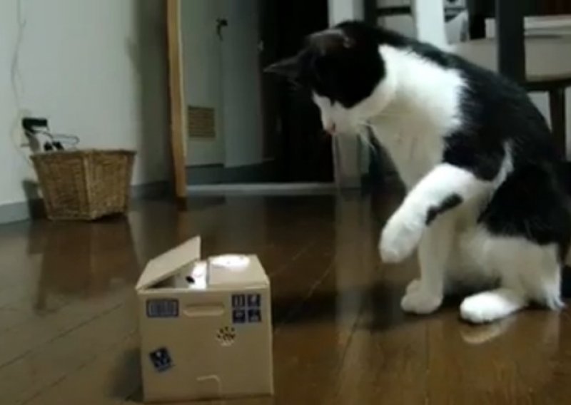 Zbunjena mačka ne shvaća japansku igračku