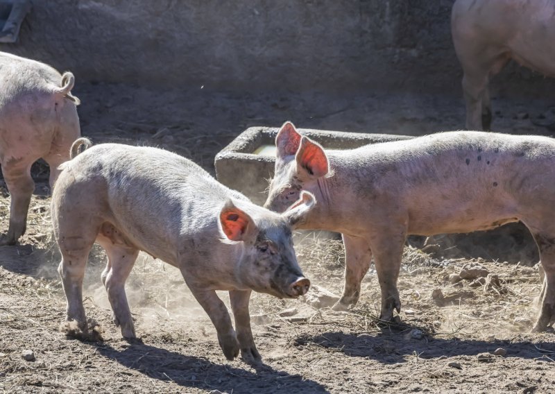 Pao uzgoj svinja, koza, ovaca i peradi, jedino je broj goveda na razini 2020.