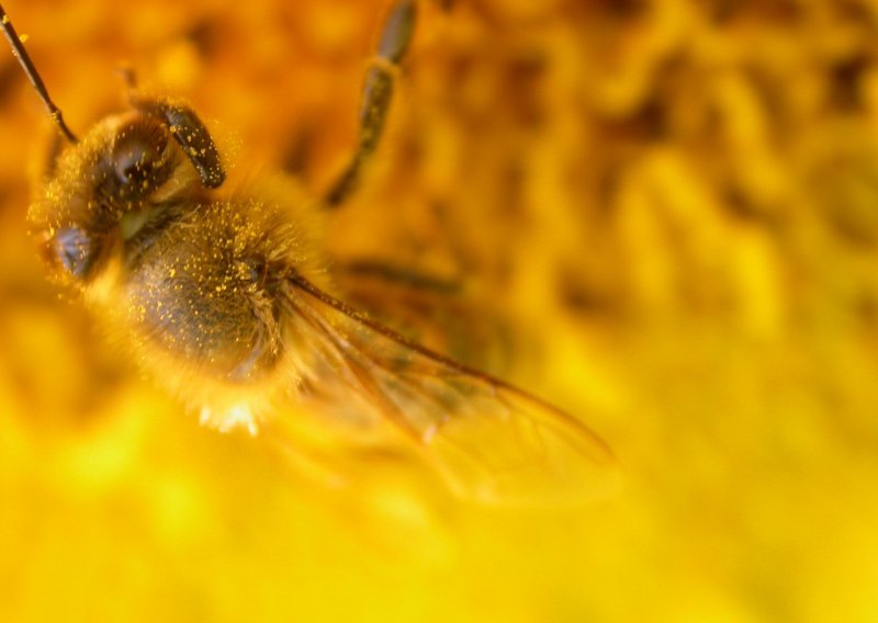 Nestale košnice s tisućama crnih pčela