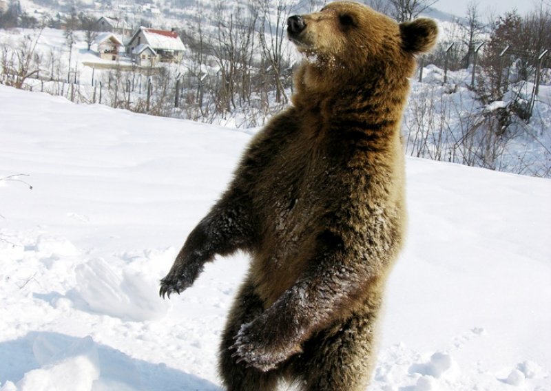 Ruski medvjedi vole se drogirati