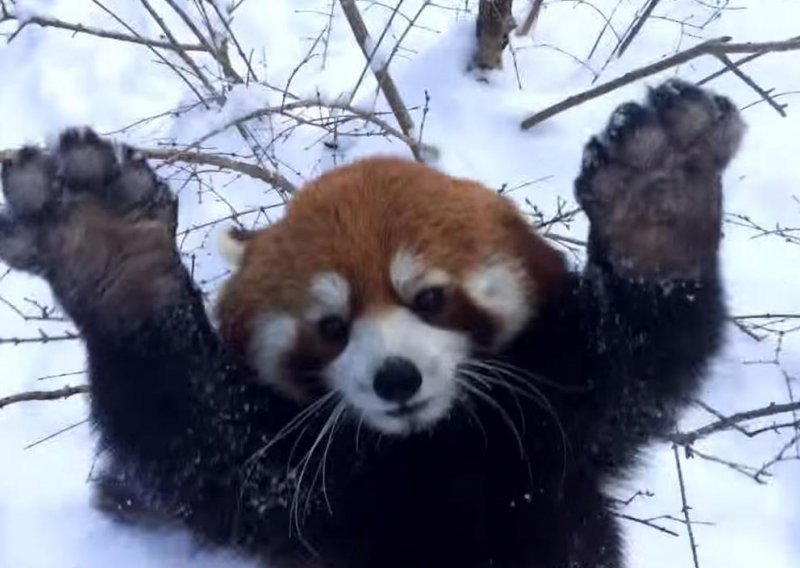 Crvene pande uživaju u snijegu