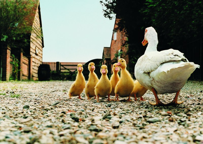 Zbog ptičje gripe u Mađarskoj masovno ubijanje pataka