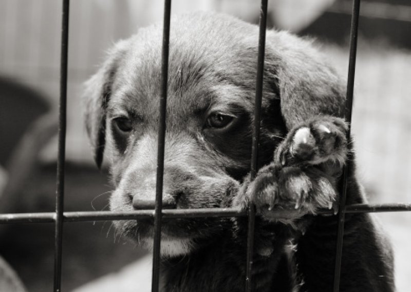 Bez naloga srušen i zapaljen azil za pse u Benkovcu