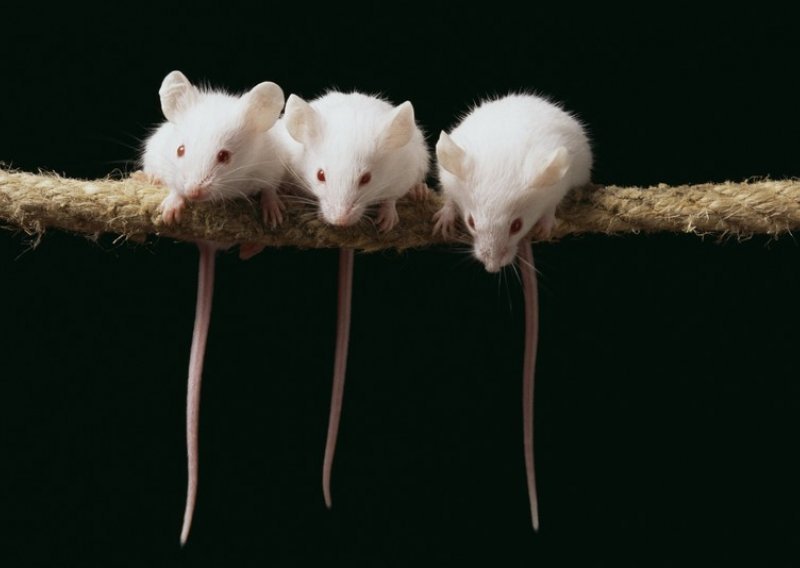 Miševi pjevaju kao kanarinci, samo ultrazvučno!