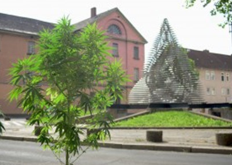 U Goetingenu marihuana raste po cijelom gradu