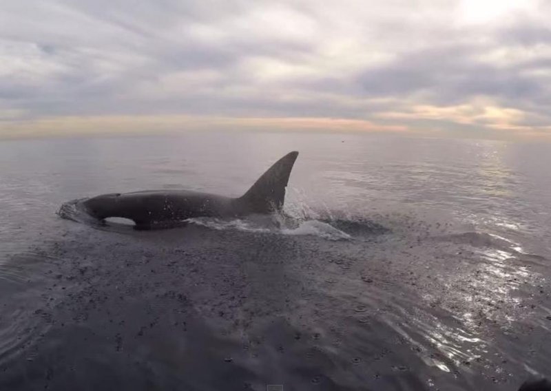 Kit ubojica iznenadio kalifornijskog surfera
