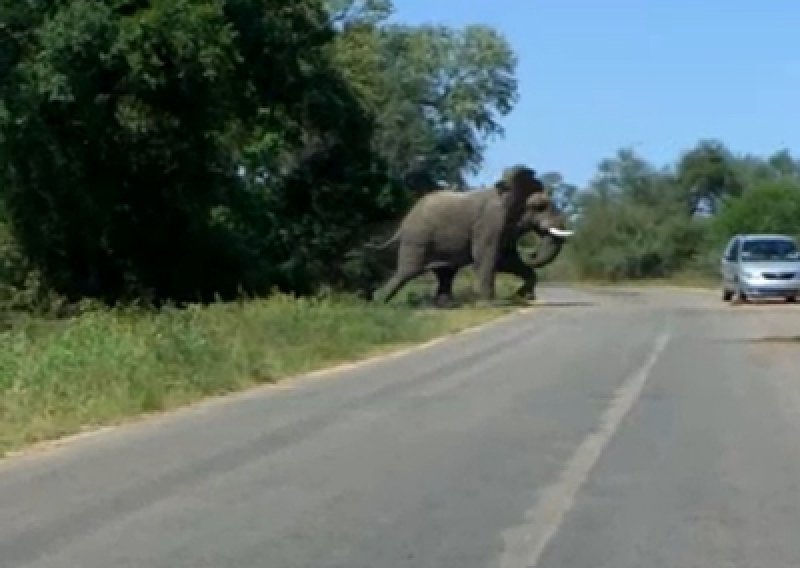 Turisti u autu za dlaku izbjegli nalet slona