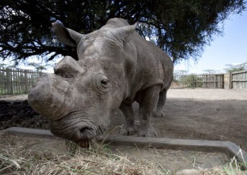 Lov na nosoroge veći 172 posto