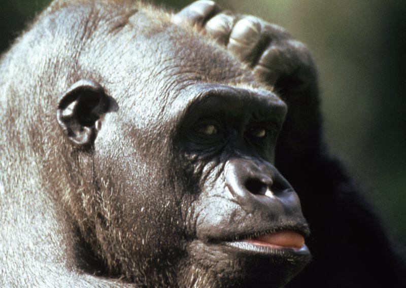 Google se ispričao što nas je nazvao gorilama