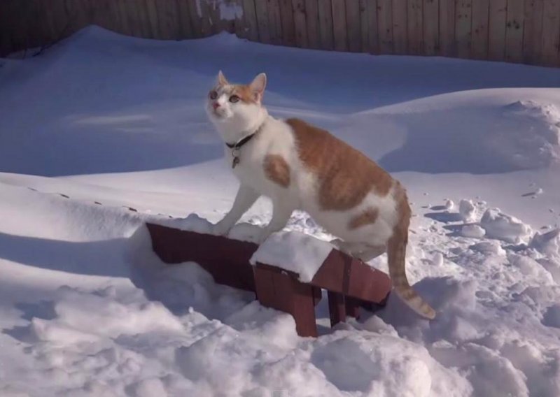 Čak se i mačke iskopavaju iz snijega