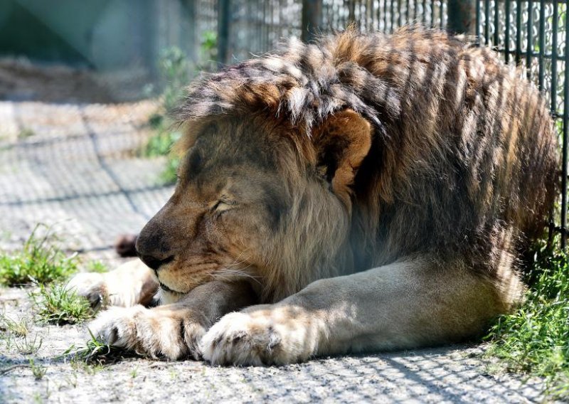 Evo kako se rashlađuju u zagrebačkom ZOO-u