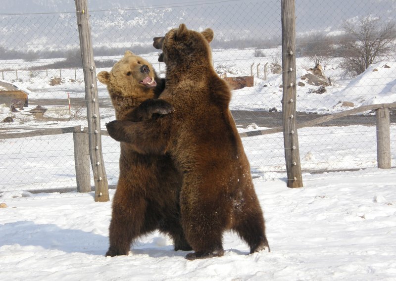 Zimska igra medvjeda u Korenici