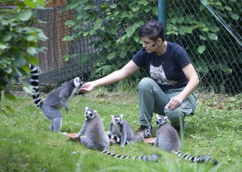 Pogledajte ljupke lemure iz zagrebačkog ZOO-a