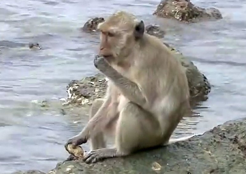 Baš kao ljudi: I ovi majmuni ušli su u kameno doba